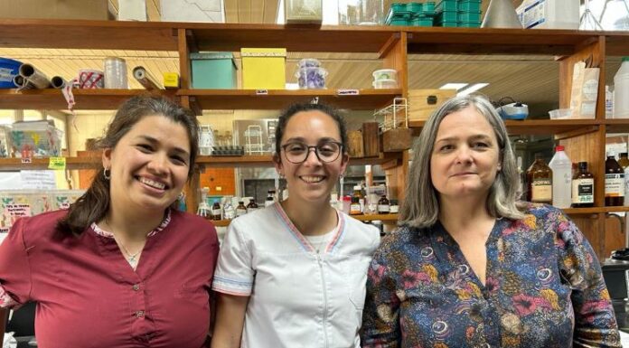 NUEVOS CONOCIMIENTOS Aislaron compuestos bioactivos con potencial antidiabético a partir de harina de sorgo del NEA