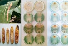 INVESTIGACIÓN UNNE Proponen utilizar hongos para controlar una enfermedad del maíz que intoxica el ganado