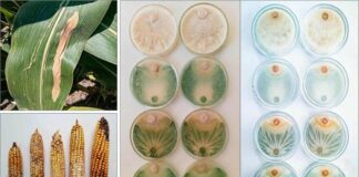 INVESTIGACIÓN UNNE Proponen utilizar hongos para controlar una enfermedad del maíz que intoxica el ganado