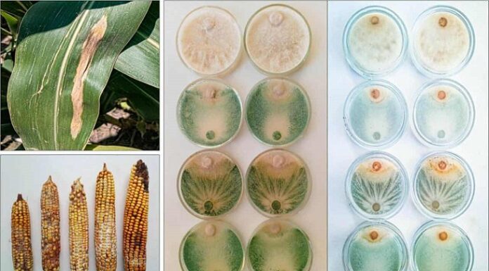 INVESTIGACIÓN UNNE Proponen utilizar hongos para controlar una enfermedad del maíz que intoxica el ganado