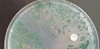 NUEVOS CONOCIMIENTOS Una técnica natural con hongos “protectores” podría impulsar el cultivo del Caupí