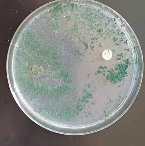 Trichoderma sobre Fusarium