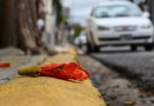 RIESGO PARA POLINIZADORES Lanzan una campaña de ciencia ciudadana para monitorear a la especie exótica «Tulipanero Africano»