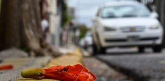 RIESGO PARA POLINIZADORES Lanzan una campaña de ciencia ciudadana para monitorear a la especie exótica «Tulipanero Africano»