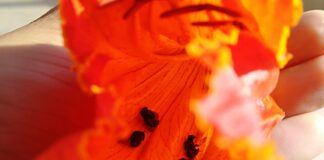 Realizaron el primer estudio para Argentina de mortalidad de entomofauna por “tulipanero africano”