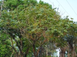En base a estudios de la UNNE, prohíben el Tulipanero Africano en la comuna de Santa Ana de los Guácaras