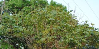 PROVINCIA DE CORRIENTES En base a estudios de la UNNE, prohíben el Tulipanero Africano en la comuna de Santa Ana de los Guácaras