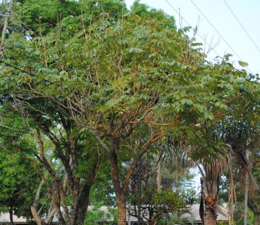 En base a estudios de la UNNE, prohíben el Tulipanero Africano en la comuna de Santa Ana de los Guácaras