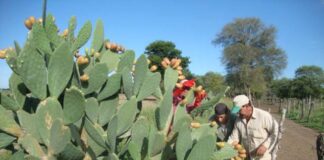 Trabajan en una innovación tecnológica para optimizar el proceso de “desjanado” de tunas