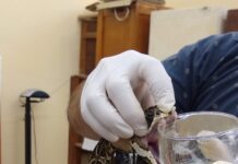 INNOVACIÓN Identifican el potencial de moléculas para inhibir efectos del veneno de yarará