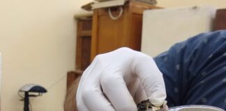 INNOVACIÓN Identifican el potencial de moléculas para inhibir efectos del veneno de yarará