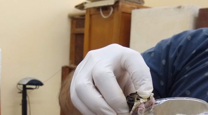 INNOVACIÓN Identifican el potencial de moléculas para inhibir efectos del veneno de yarará