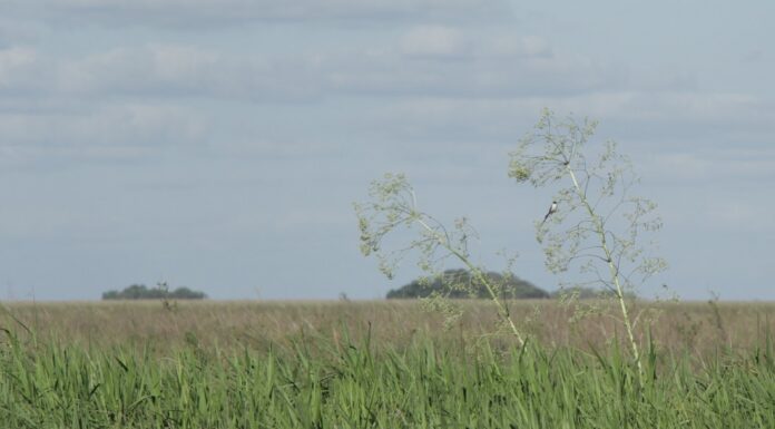 Biodiversidad: IBONE y CECOAL participaron en estudio para identificar áreas prioritarias y vacíos de conservación