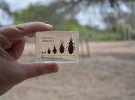 Con aporte científico de la UNNE desarrollan una vacuna nasal para tratar el Chagas