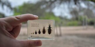 FARMACOLOGIA Con aporte científico de la UNNE desarrollan una vacuna nasal para tratar el Chagas