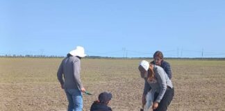 Estudian al vector de un virus de alto riesgo para la producción de arroz