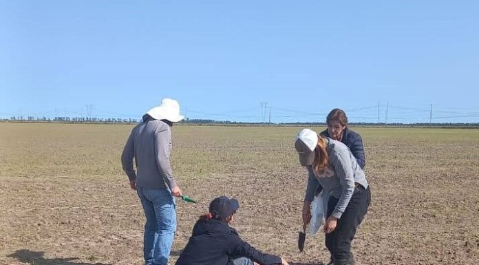 Estudian al vector de un virus de alto riesgo para la producción de arroz