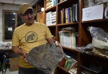 CON APORTE DE CECOAL Y FACENA Investigadores de Argentina y Chile retoman cooperación científica internacional en estudios paleobotánicos