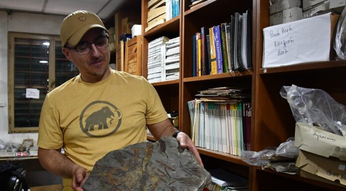 CON APORTE DE CECOAL Y FACENA Investigadores de Argentina y Chile retoman cooperación científica internacional en estudios paleobotánicos