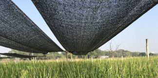 Beca de EVC Arroz: estudiarán el tallo de la planta para conocer motivos en la caída del rendimiento ocasionadas por el vuelco