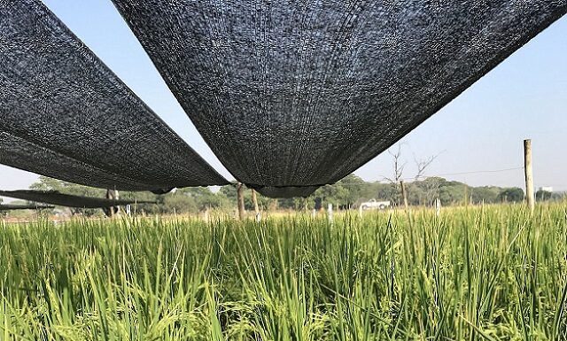 Beca de EVC Arroz: estudiarán el tallo de la planta para conocer motivos en la caída del rendimiento ocasionadas por el vuelco