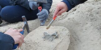 FaCENA Trabajo de campo de estudiantes de Paleontología en Bella Vista