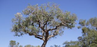 EN EL CENTRO CULTURAL UNIVERSITARIO Premio UNNE a las Artes Visuales: se presenta el libro sobre la experiencia en el Impenetrable y el Iberá