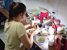 Tras muestreos, afirman que la reproducción en el río Paraná está en pleno desarrollo