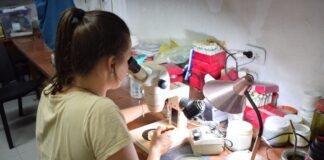 INVESTIGACIÓN DEL INSTITUTO DE ICTIOLOGÍA DEL NORDESTE Tras muestreos, afirman que la reproducción en el río Paraná está en pleno desarrollo