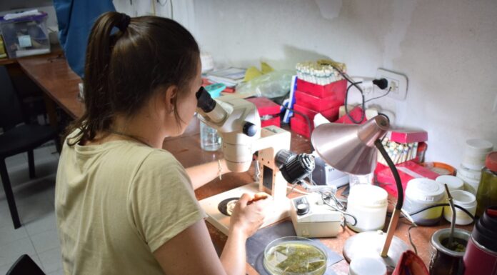 INVESTIGACIÓN DEL INSTITUTO DE ICTIOLOGÍA DEL NORDESTE Tras muestreos, afirman que la reproducción en el río Paraná está en pleno desarrollo