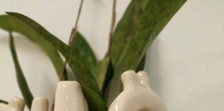 POR MEDIO DEL CENTRO CULTURAL UNIVERSITARIO La UNNE participará en ARTECO con cinco propuestas culturales "Malezas y Trepadoras" la exposición de Valentina Mariani y Silvana Sanabria que se inaugura en la Sala del Sol