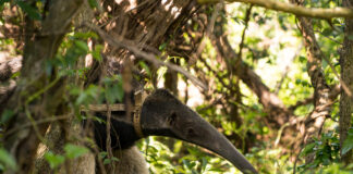 ESPACIO PLASMA Especies re introducidas en el Parque Iberá protagonizan la nueva exposición del CCU
