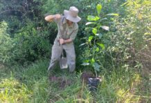 EN SANTA ANA DE LAS GUACARAS “Plantando para un ambiente sostenible”, actividad en el Día Mundial del Medio Ambiente de FaCENA