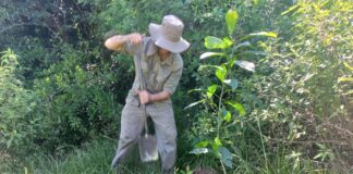 EN SANTA ANA DE LAS GUACARAS “Plantando para un ambiente sostenible”, actividad en el Día Mundial del Medio Ambiente de FaCENA