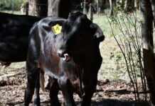 FUERON TRASLADADOS A LA ERAGIA Nacieron terneros por transferencia embrionaria y con características genéticas adaptadas a cambios ambientales