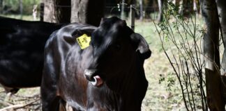 FUERON TRASLADADOS A LA ERAGIA Nacieron terneros por transferencia embrionaria y con características genéticas adaptadas a cambios ambientales