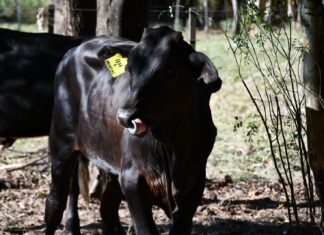 FUERON TRASLADADOS A LA ERAGIA Nacieron terneros por transferencia embrionaria y con características genéticas adaptadas a cambios ambientales