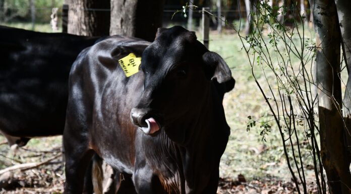 FUERON TRASLADADOS A LA ERAGIA Nacieron terneros por transferencia embrionaria y con características genéticas adaptadas a cambios ambientales