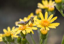 CENTRO CULTURAL UNIVERSITARIO El Espacio Plasma se llena de naturaleza