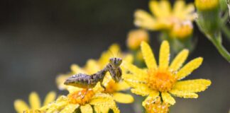 CENTRO CULTURAL UNIVERSITARIO El Espacio Plasma se llena de naturaleza