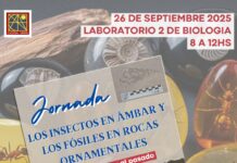Como Jurassic Park, FaCENA invita a asomarse al mundo de insectos en ámbar y fósiles en rocas