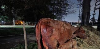 INNOVACIÓN PRODUCTIVA Cabaña ERAGIA: nacieron los primeros terneros por transferencia embrionaria producidos con fertilización in vitro