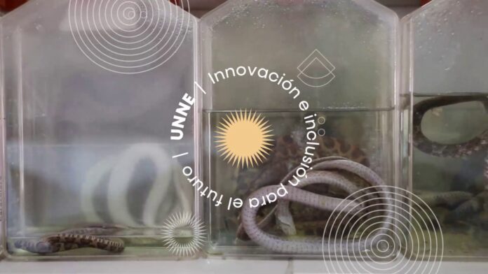 ¿Qué hacer si nos muerde una víbora?