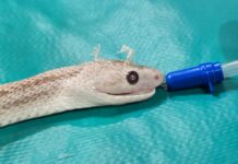 Cirujanos de la Facultad de Ciencias Veterinarias realizaron con éxito una intervención inédita en una culebra exótica