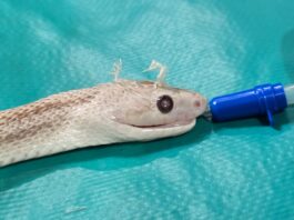 Cirujanos de la Facultad de Ciencias Veterinarias realizaron con éxito una intervención inédita en una culebra exótica