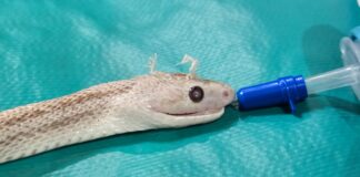Cirujanos de la Facultad de Ciencias Veterinarias realizaron con éxito una intervención inédita en una culebra exótica