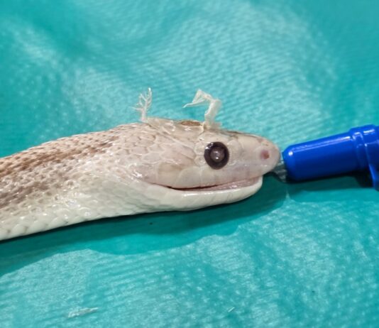 Cirujanos de la Facultad de Ciencias Veterinarias realizaron con éxito una intervención inédita en una culebra exótica