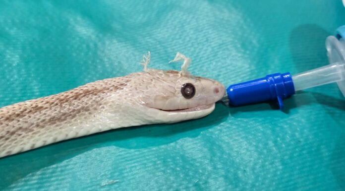 Cirujanos de la Facultad de Ciencias Veterinarias realizaron con éxito una intervención inédita en una culebra exótica