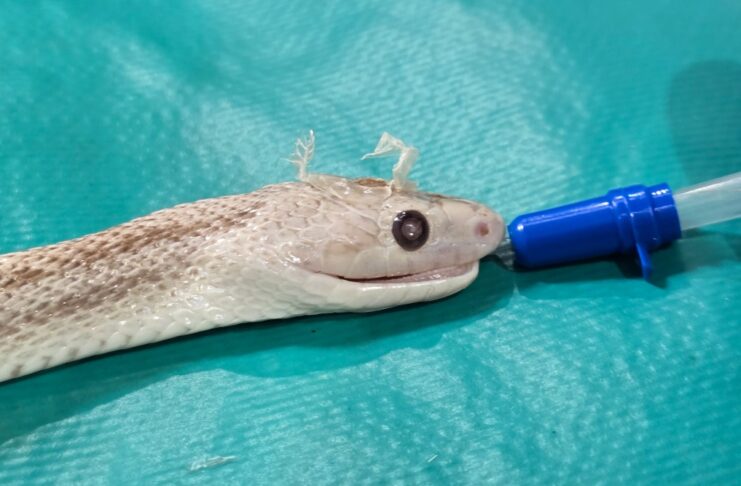 Cirujanos de la Facultad de Ciencias Veterinarias realizaron con éxito una intervención inédita en una culebra exótica