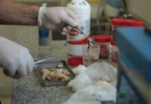 Investigadores avanzan en la caracterización de la tuberculosis en búfalos del Nordeste argentino